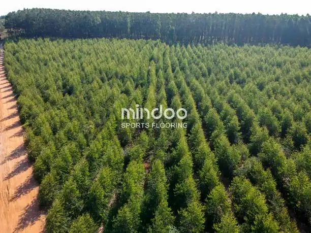 Aerial view of a young Eucalyptus plantation